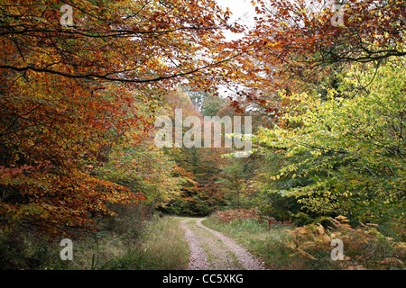 Scene di boschi e sentieri romantici sotto un autunno lasciarono la tettoia di un bosco inglese nella Foresta di Dean, Inghilterra. Foto Stock