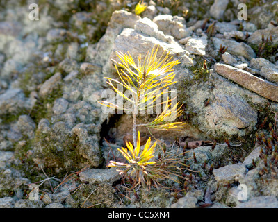 Pino giovani crescere tra le rocce / Pinus / junge Kiefer wächst zwischen Felsen Foto Stock