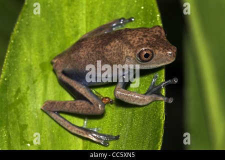 Un bambino Mappa Treefrog (Hypsiboas geographicus) nell'Amazzonia peruviana Foto Stock