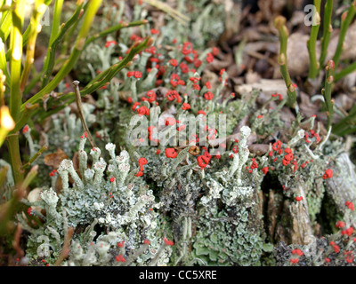 I licheni / Cladonia macilenta, Cladonia fimbriata / Rotfrüchtige Säulenflechte und Trompetenflechte Foto Stock