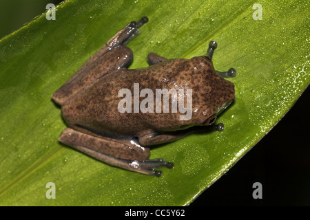 Un bambino Mappa Treefrog (Hypsiboas geographicus) nell'Amazzonia peruviana Foto Stock