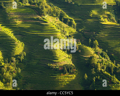 Yuanyang campi di riso terrazzati, Yuanyang, Honghe, Yunnan , Cina Foto Stock