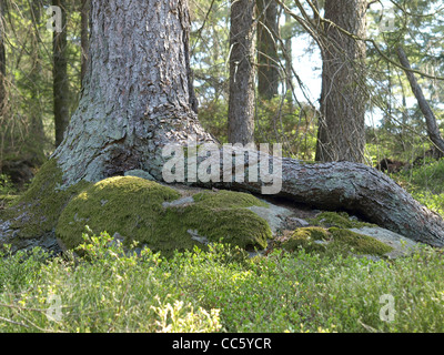 Radici di un Abete rosso su una roccia / Picea abies / Wurzeln einer Gemeinen Fichte auf Felsen Foto Stock