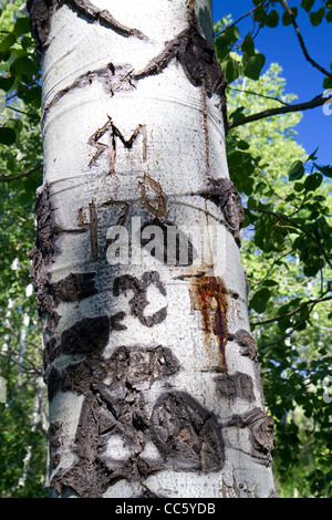 Aspen Tree scolpiti con i messaggi per il basco gli allevatori di ovini in Cat Creek Vertice di Elmore County, Idaho, Stati Uniti d'America. Foto Stock