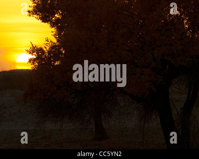 Tarim Eufrate Pioppo Riserva Naturale Nazionale al tramonto, Xinjiang Uyghur Regione autonoma, Cina Foto Stock