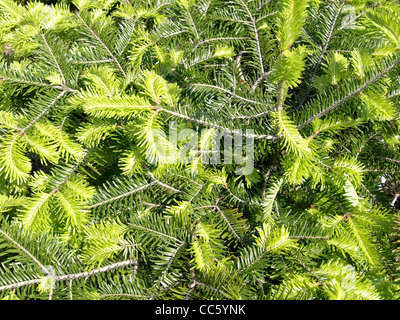 Parte superiore dalla Comunità di abete bianco / Abies alba / Spitze einer Weiß-Tanne Foto Stock