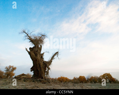 Albero morto, Tarim Eufrate Pioppo Riserva Naturale Nazionale, Xinjiang Uyghur Regione autonoma, Cina Foto Stock