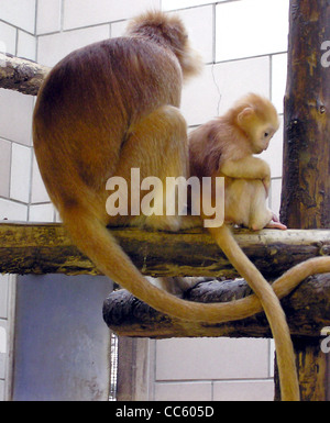 Iavan Langur (o Javan Lutung) Trachypithecus auratus presso lo Zoo di Bristol, Foto Stock