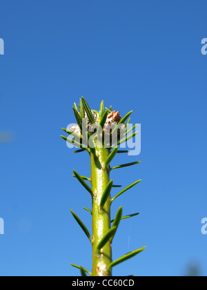 Parte superiore dalla Comunità di abete bianco / Abies alba / Spitze einer Weiß-Tanne Foto Stock