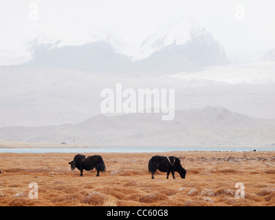Libero di yak al pascolo accanto il lago dei cigni, Bayingolin, Xinjiang, Cina Foto Stock
