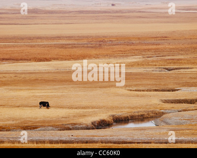 Libero di yak al pascolo accanto il lago dei cigni, Bayingolin, Xinjiang, Cina Foto Stock