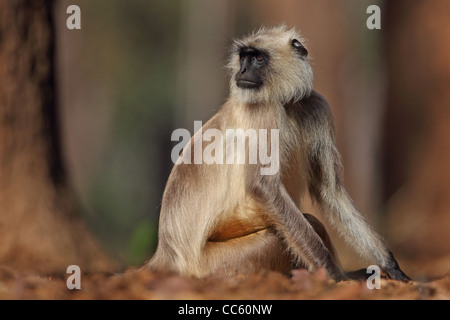 Pianure Settentrionali Langur grigio (Semnopithecus entellus) Foto Stock