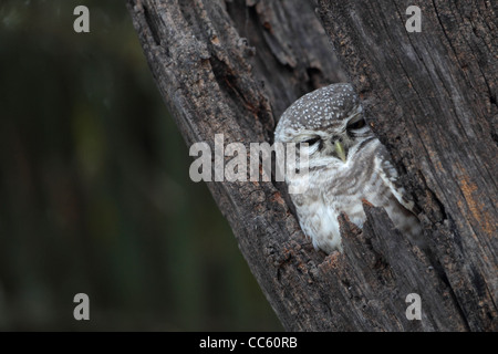 Spotted Owlet (Athene brama) Foto Stock