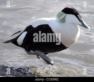 L'anatra di Eider comune (Somateria mollissima), vista qui allo zoo di Bristol in Inghilterra, è un'anatra di mare conosciuta per il suo piumaggio e il suo habitat distintivi nelle regioni costiere. È ampiamente distribuito nelle parti settentrionali dell'Oceano Atlantico. Foto Stock