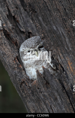 Spotted Owlet (Athene brama) Foto Stock