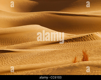 Deserto Taklamakan, Xinjiang Uyghur Regione autonoma, Cina Foto Stock