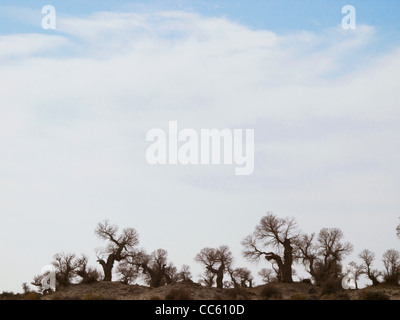 Tarim Eufrate Pioppo Riserva Naturale Nazionale, Xinjiang Uyghur Regione autonoma, Cina Foto Stock