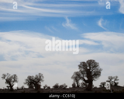 Tarim Eufrate Pioppo Riserva Naturale Nazionale, Xinjiang Uyghur Regione autonoma, Cina Foto Stock