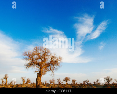 Tarim Eufrate Pioppo Riserva Naturale Nazionale, Xinjiang Uyghur Regione autonoma, Cina Foto Stock