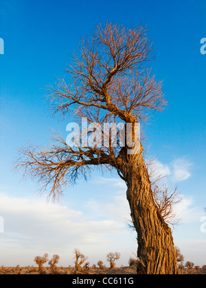 L Eufrate il Pioppo, Tarim Eufrate Pioppo Riserva Naturale Nazionale, Xinjiang Uyghur Regione autonoma, Cina Foto Stock