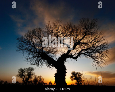 Pioppo Eufrate al tramonto, Tarim Eufrate Pioppo Riserva Naturale Nazionale, Xinjiang Uyghur Regione autonoma, Cina Foto Stock