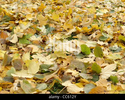 Caduto le foglie in autunno / abgefallene Blätter im Herbst Foto Stock