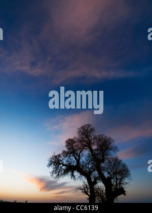 Pioppo Eufrate al tramonto, Tarim Eufrate Pioppo Riserva Naturale Nazionale, Xinjiang Uyghur Regione autonoma, Cina Foto Stock