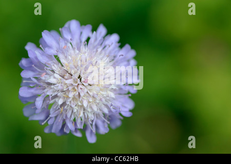 Campo Knautia Scabious arvense fiore. Foto Stock