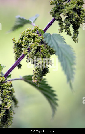 Ortica, Urtica dioica, fiore. Foto Stock