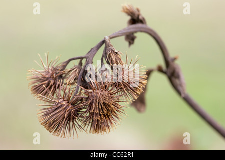 Maggiore, Bardana Arctium lappa, teste di seme. Foto Stock