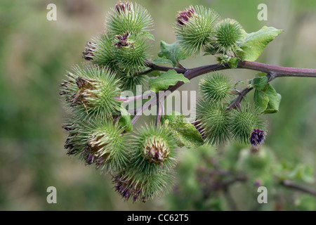 Maggiore, Bardana Arctium lappa, teste di seme. Foto Stock