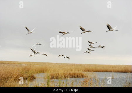 Rosso-Crowned Crane in volo, Zhalong Riserva naturale, di Qiqihar, Heilongjiang , Cina Foto Stock