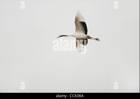 Rosso-Crowned Crane in volo, Zhalong Riserva naturale, di Qiqihar, Heilongjiang , Cina Foto Stock