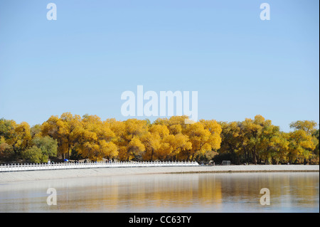 Tarim Eufrate Pioppo Riserva Naturale Nazionale, Xinjiang Uyghur Regione autonoma, Cina Foto Stock