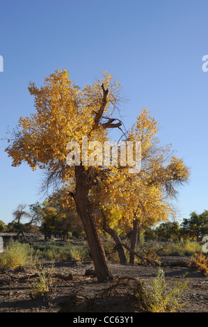 Tarim Eufrate Pioppo Riserva Naturale Nazionale, Xinjiang Uyghur Regione autonoma, Cina Foto Stock