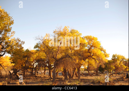 Tarim Eufrate Pioppo Riserva Naturale Nazionale, Xinjiang Uyghur Regione autonoma, Cina Foto Stock