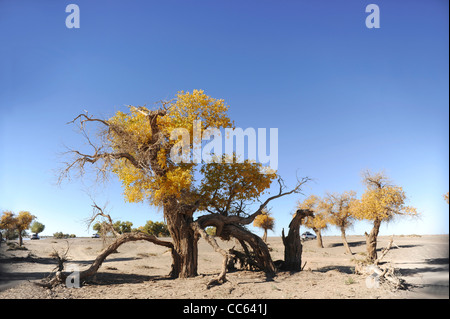 Tarim Eufrate Pioppo Riserva Naturale Nazionale, Xinjiang Uyghur Regione autonoma, Cina Foto Stock