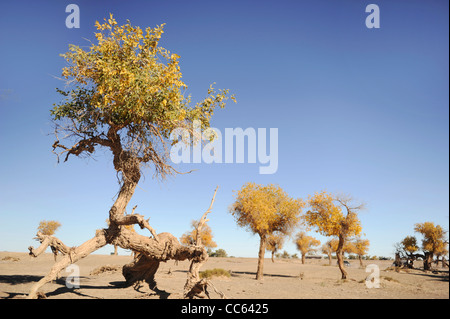 Tarim Eufrate Pioppo Riserva Naturale Nazionale, Xinjiang Uyghur Regione autonoma, Cina Foto Stock