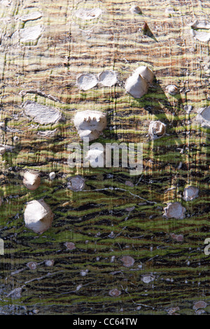 Close up della corteccia di un albero di Kapok della famiglia Malvaceae, Ceiba Pentandra Foto Stock