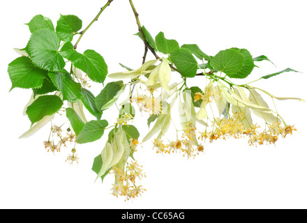 Fiori di tiglio-albero su sfondo bianco Foto Stock