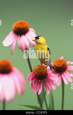 American Cardellino appollaiato su Purple Coneflower - verticale Foto Stock