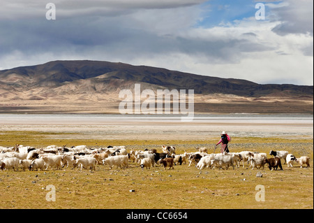Uomo tibetano radunare le pecore, Rutog, Ngari, Tibet, Cina Foto Stock