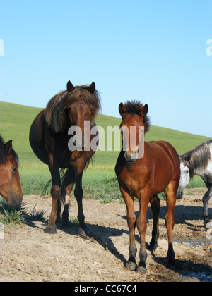 Il pascolo libero cavallo mongolo, Est Ujimqin Banner, Xilin Gol League, Mongolia interna Foto Stock