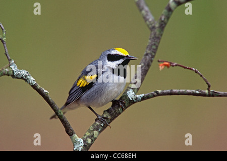 Golden-winged trillo Foto Stock