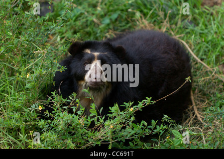 Grande maschio orso andino sparare nel selvaggio nelle Ande ecuadoriane Mountain Foto Stock