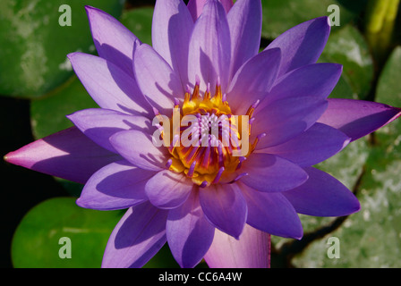 Rosa in fiore di lotus (Nelumbo nucifera ) sulla superficie dell'acqua Foto Stock