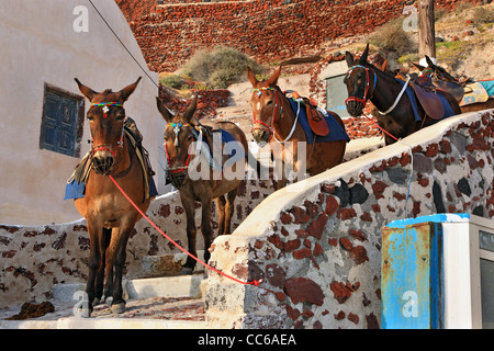 Cavalli, asini, muli sono ancora oggi utilizzato per trasportare i visitatori da Ammoudi (nella foto) al villaggio di Oia - Santorini, Grecia Foto Stock