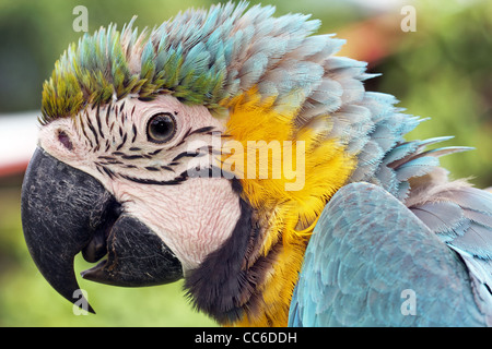 Il Blu e il giallo Macaw (Ara ararauna), noto anche come il Blu e Oro Macaw, nell'Amazzonia peruviana Foto Stock