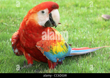 La Scarlet Macaw (Ara macao) nell'Amazzonia peruviana Foto Stock