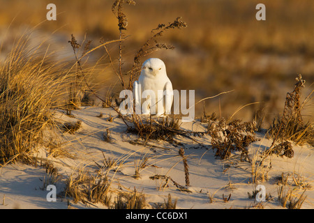 Civetta delle nevi - maschio adulto Foto Stock
